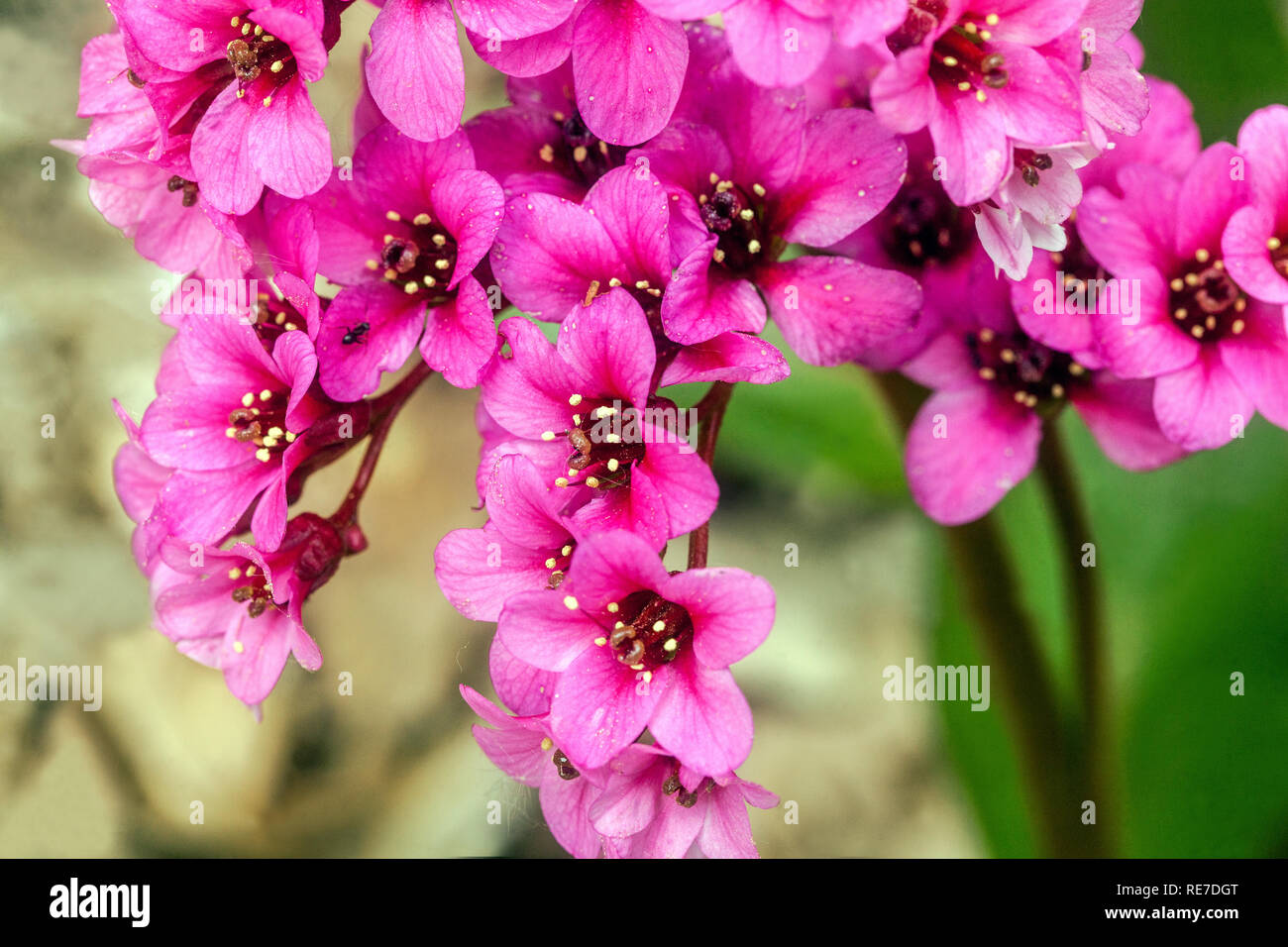 Bergenia 'Pink Dragonfly' close up flower, Elephant ears Stock Photo