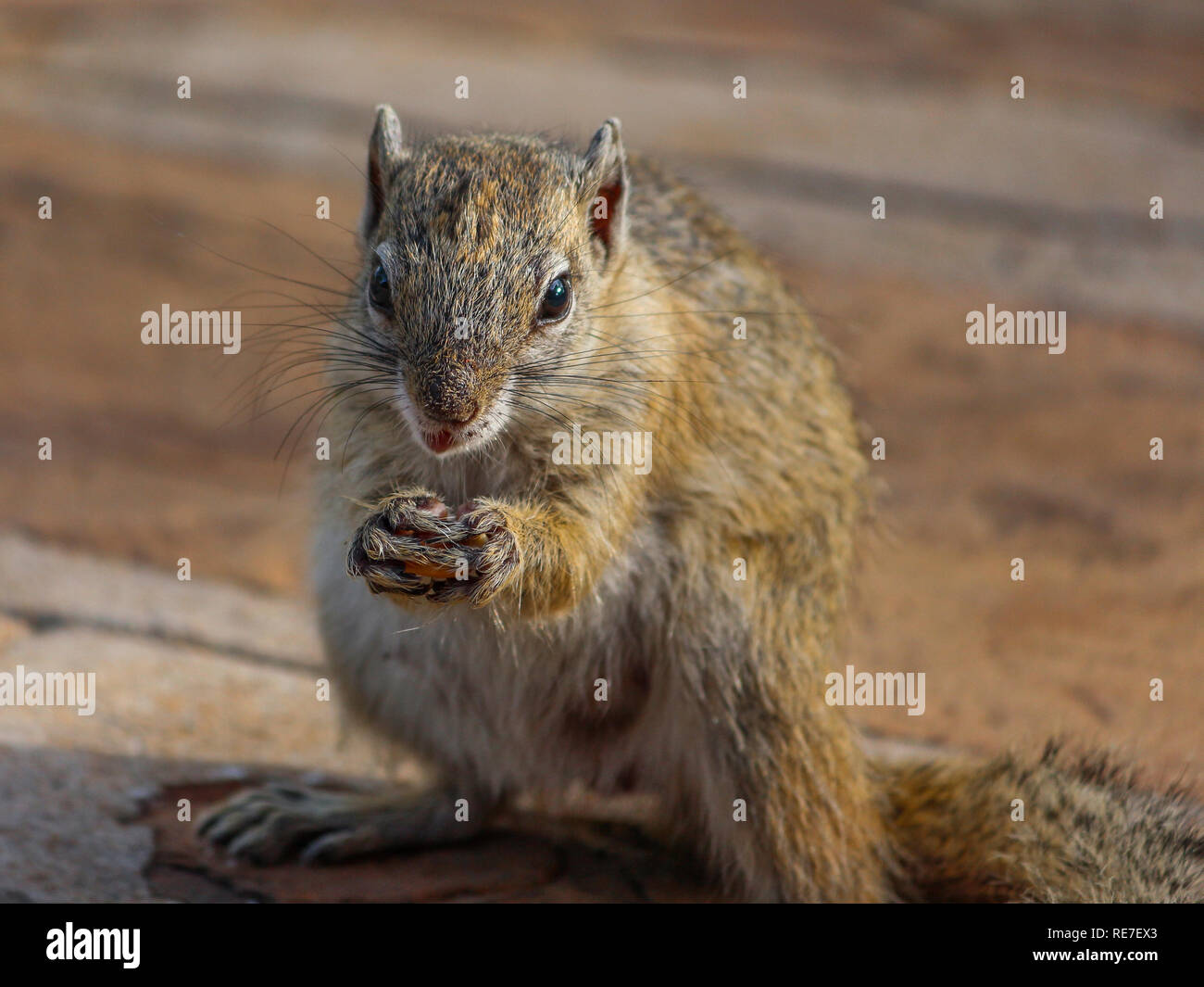 Peckish Tree Squirrel or Smith's Bush Squirrel coat colour varies throughout the region. In the western and arid parts of its range it is pale grey. Stock Photo