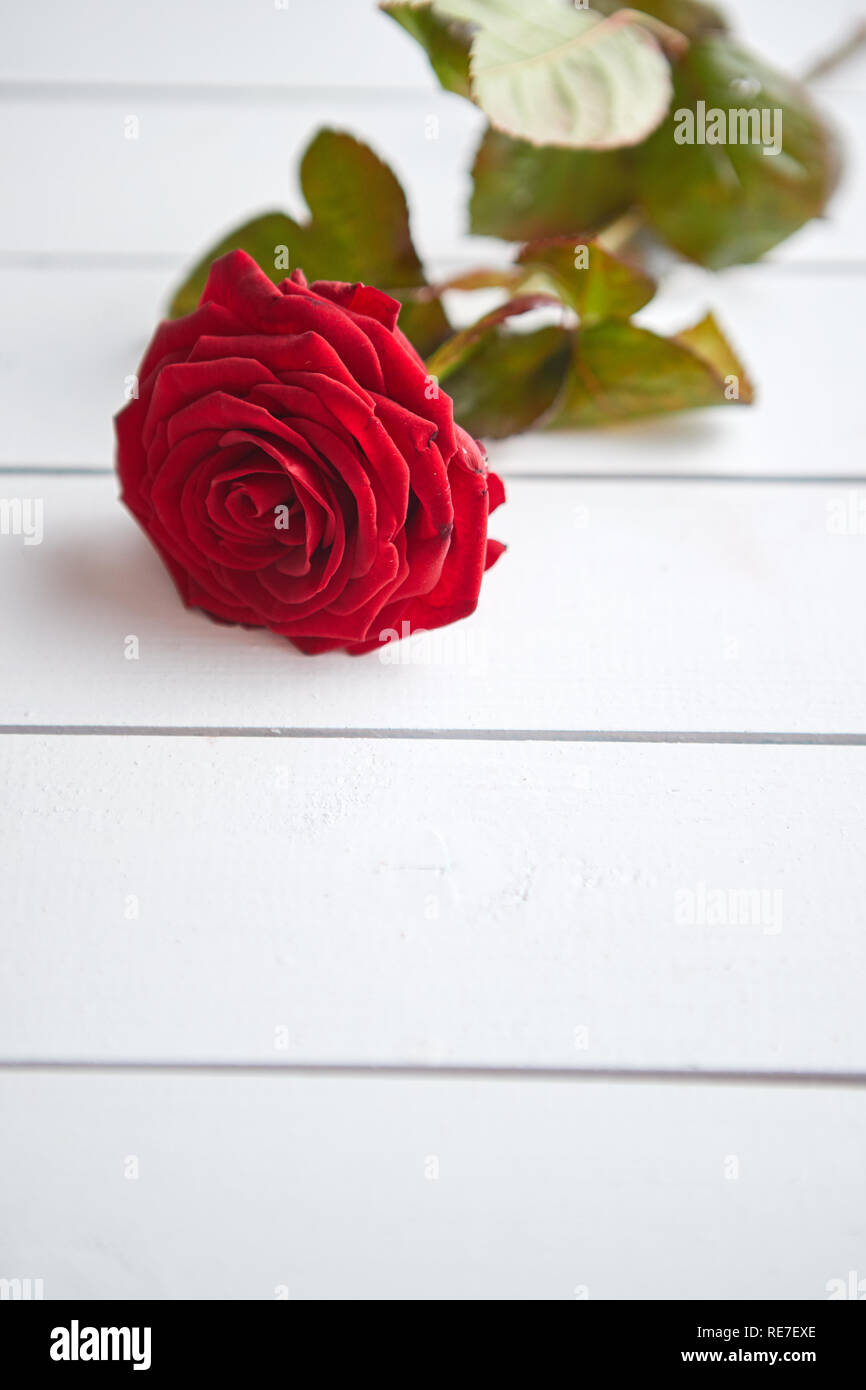 Single fresh red rose flower on the white wooden table. Valentines or love  concept. With copy space Stock Photo - Alamy