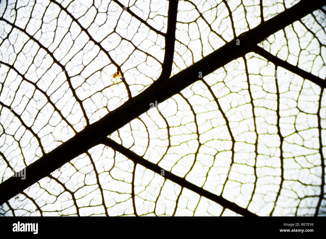 Potpourri Opaque Leaf Stock Photo Alamy