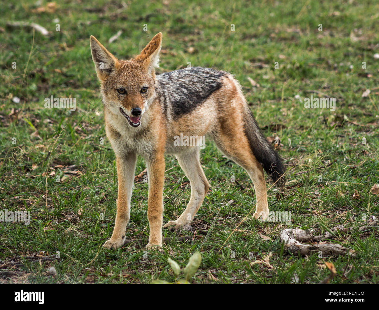 Mischief Black backed Jackals are a widely distributed species that are known for their cunning and daring. Stock Photo