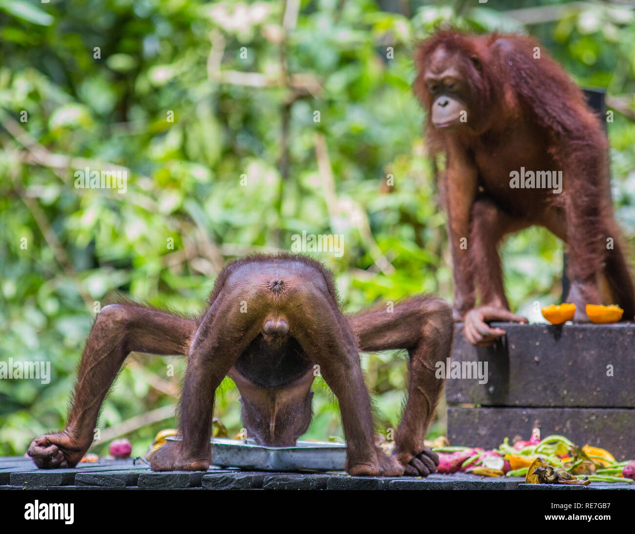 Uninhibited table manners in a young male orangutan Pongo pygmaeus at a feeding station at Sepilok Orangutan Rehabilitation Centre in Sabah Borneo Stock Photo