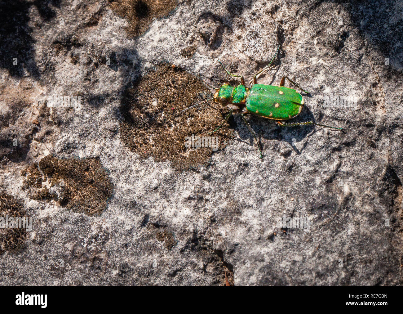 Green tiger beetle Cicindela campestris hunting over limestone rocks in the Mendip Hills Somerset Stock Photo