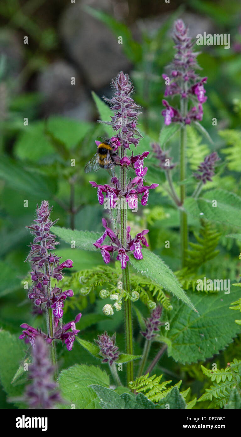 Hedge woundwort Stachys sylvatica and visiting bumblebee growing at the edge of woodland in Derbyshire UK Stock Photo