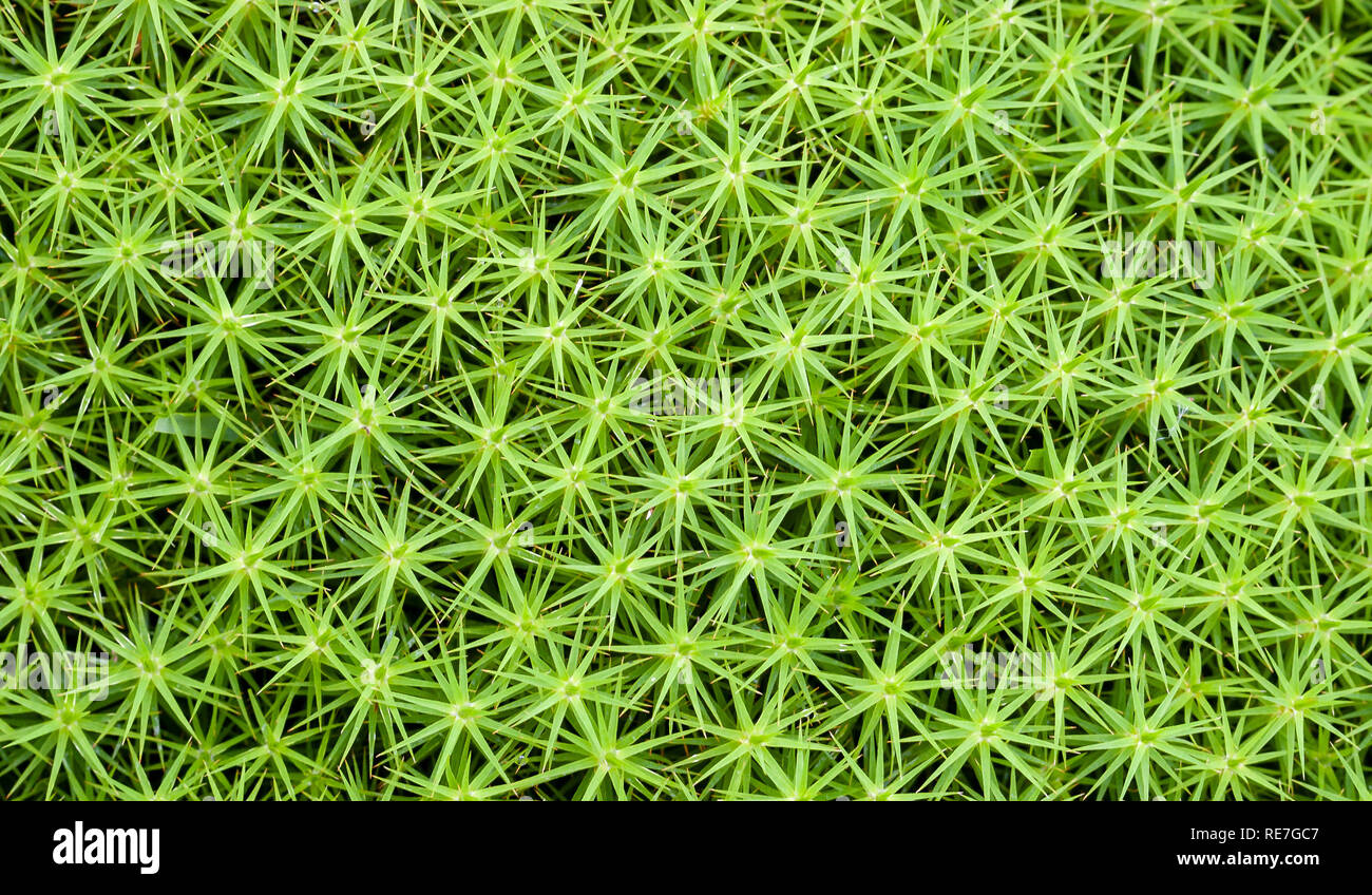 Hair cap moss polytrichum hi-res stock photography and images - Alamy