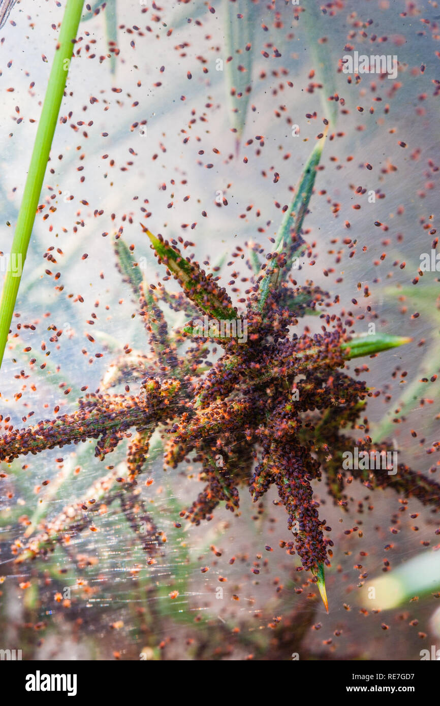 Gorse bush with heavy infestation of red spider mite Stock Photo