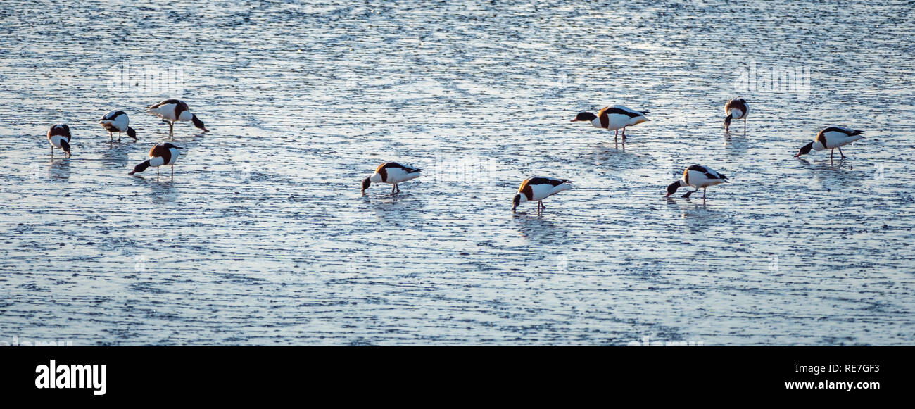 Small flock of shelduck Tadorna tadorna dabbling for food on the surface of low tidal muds at Steart marshes on the Parrett Estuary in Somerset UK Stock Photo