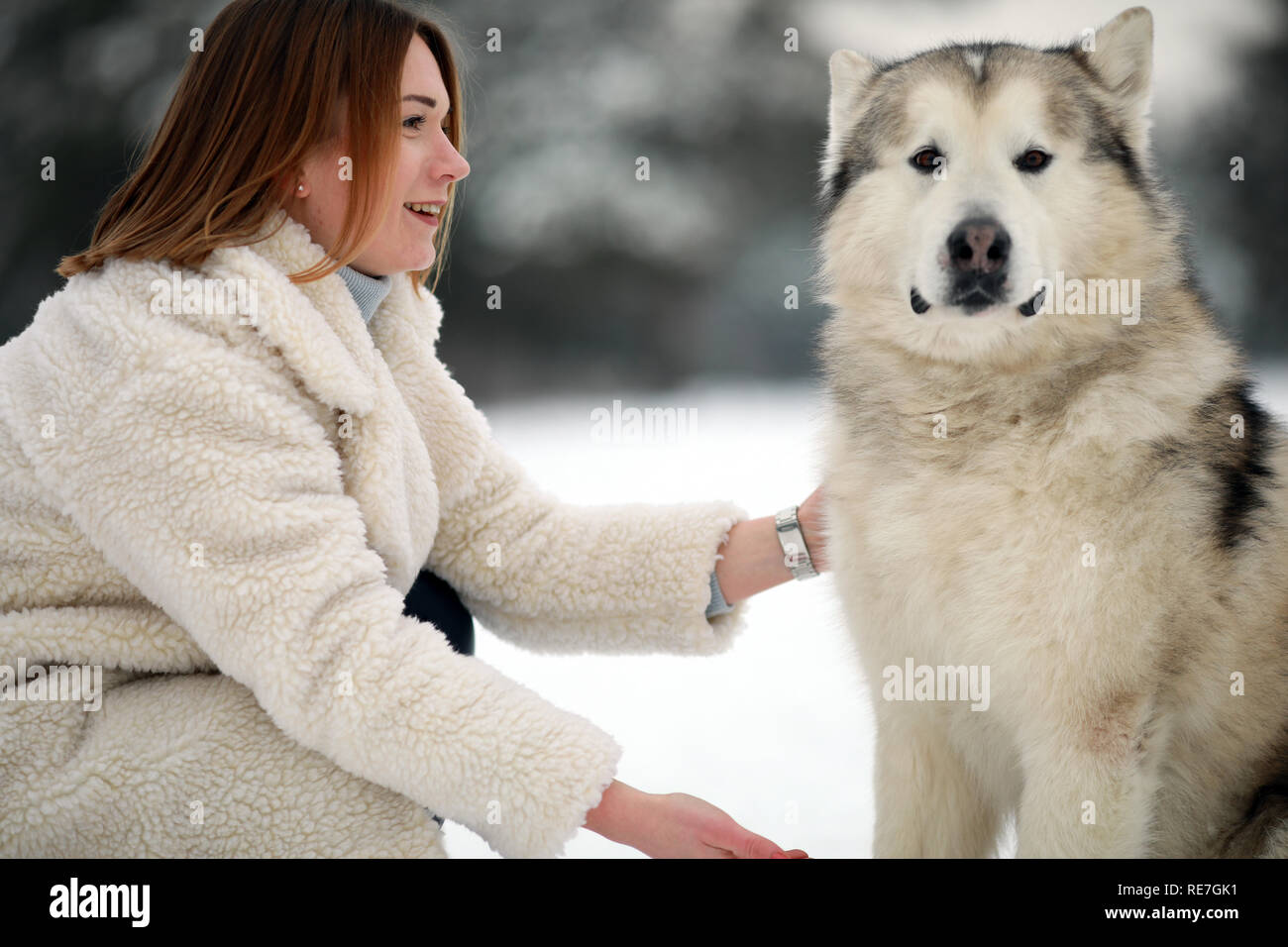 How Long To Walk A Malamute