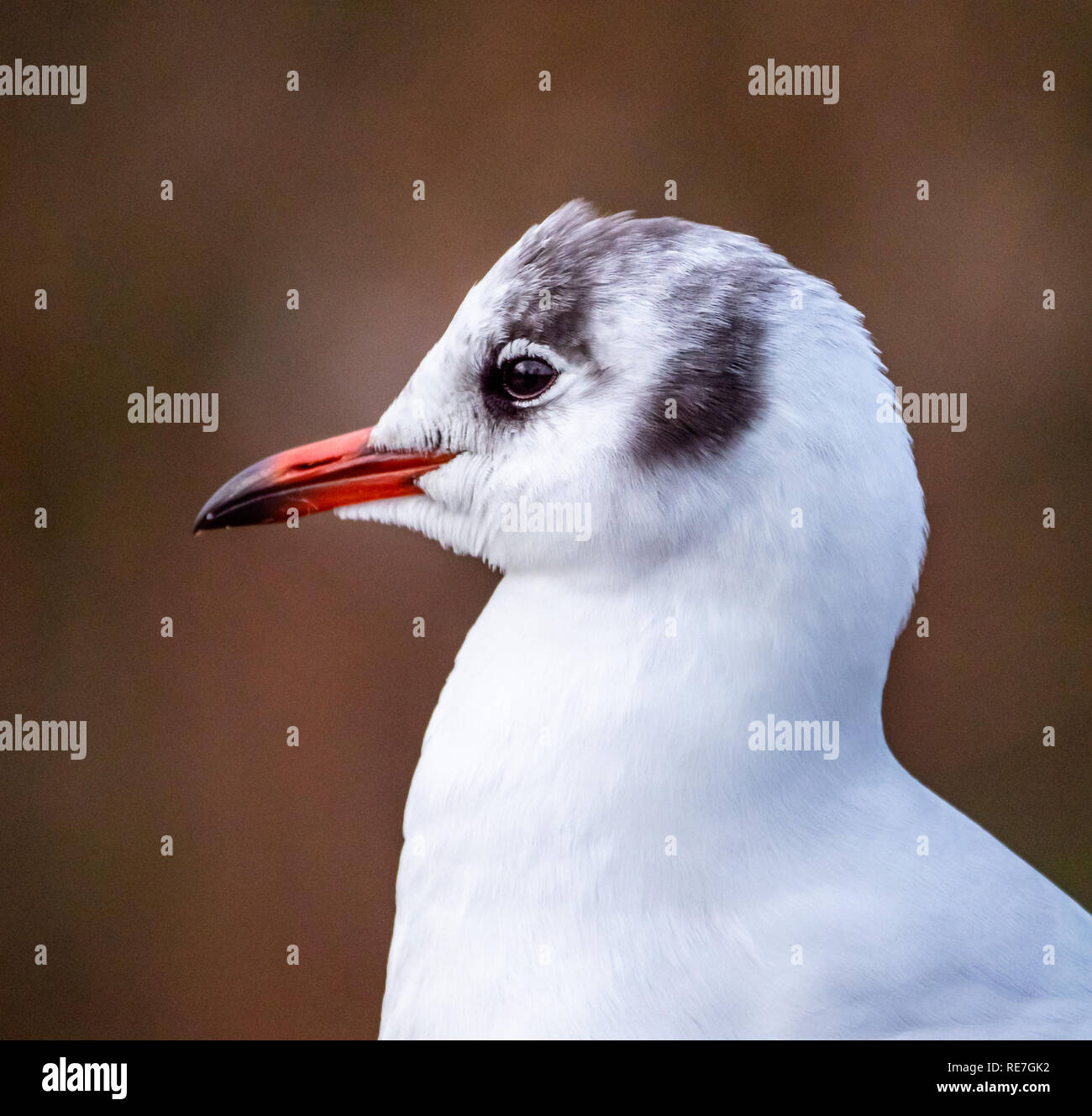 Close-up head and shoulders portrait of a black headed gull Croicocephalus ridibundus in winter plumage without the chocolate brown head cap - UK Stock Photo