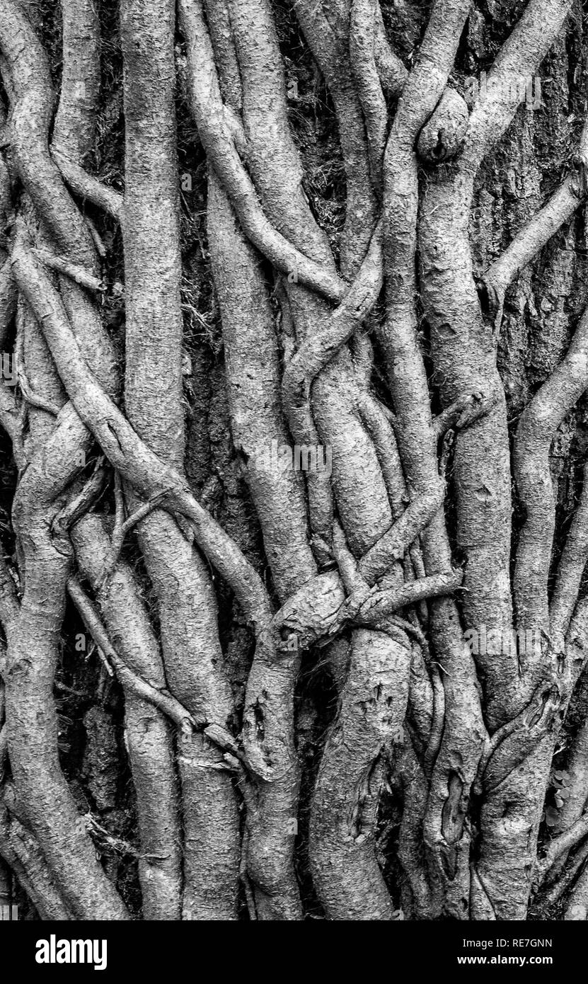 Dense covering of intertwined ivy Hedera helix branches encircling a large tree trunk in the New Forest Hampshire UK Stock Photo