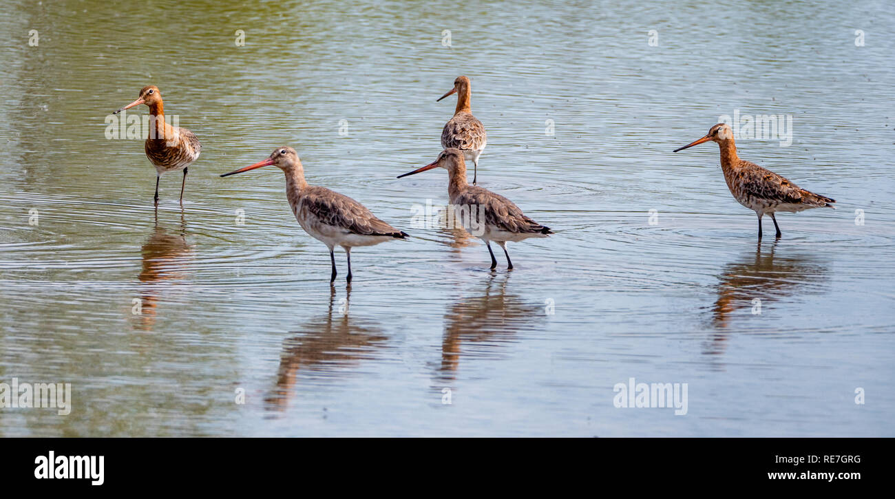 Black tailed godwit Limosa limosa group feeding at a shallow freshwater lagoon at Slimbridge on the Severn estuary in Gloucestershire UK Stock Photo