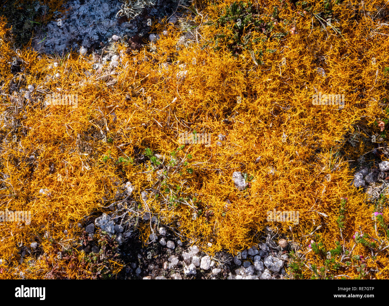 Golden hair lichen Teloschistes flavicans a rare species growing on exposed granite cliff tops on Lundy Island off the coast of North Devon UK Stock Photo