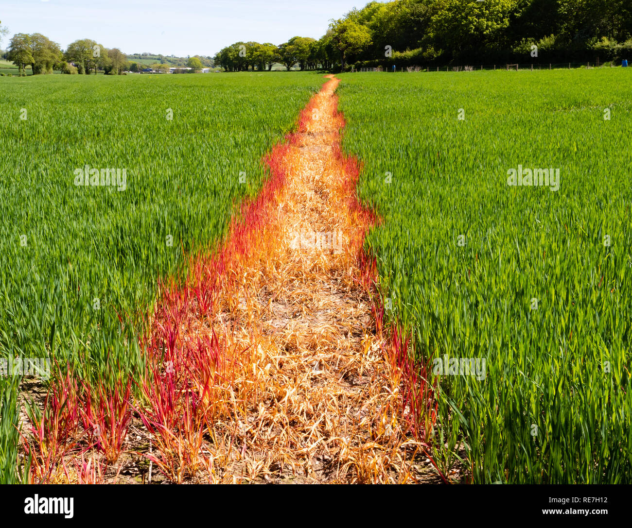 Line of a footpath crossing an arable field marked by spraying herbicide on the crop England UK Stock Photo
