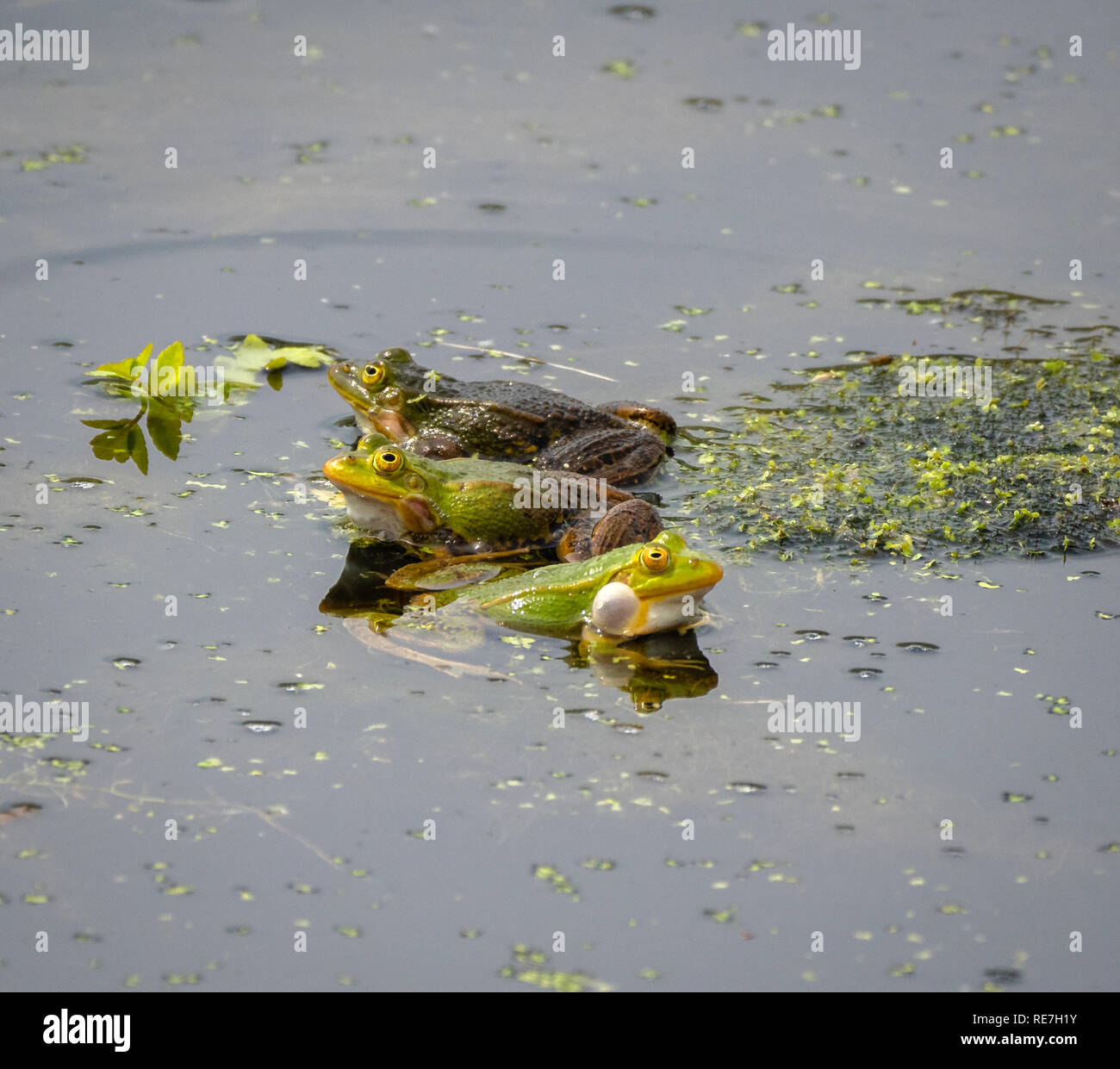 Marsh frogs Rana ridibunda croaking wth inflated cheek pouches at spawning time in the Somersetshire Coal Canal in central Somerset UK Stock Photo