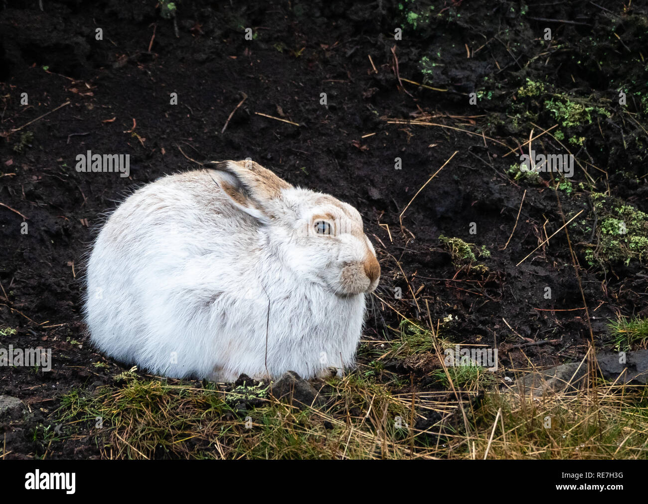 Mountain hare Lepus timidus in conspicuous white winter fur without snow cover hunkered down in a peat grough in the Derbyshire Dark Peak UK Stock Photo