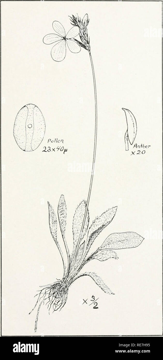 . A contribution to the botany of the Isle of Pines, Cuba, based upon the specimens of plants from that island contained in the herbarium of the Carnegie Museum under date of October, 1916. Plants -- Cuba Isla de Pinos. ANNALS CARNEGIE MUSEUM, Vol. XI. Plate XXVII. Gerardia pineloruvi Britton &amp; Wilson.. Please note that these images are extracted from scanned page images that may have been digitally enhanced for readability - coloration and appearance of these illustrations may not perfectly resemble the original work.. Jennings, Otto Emery, 1877-1964. [n. p. Stock Photo