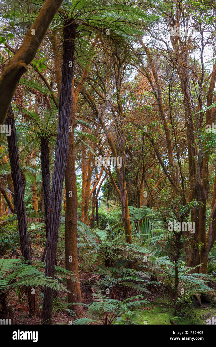 Eucalyptus trees give off a golden glow in a New Zealand Rain Forest Stock Photo Alamy