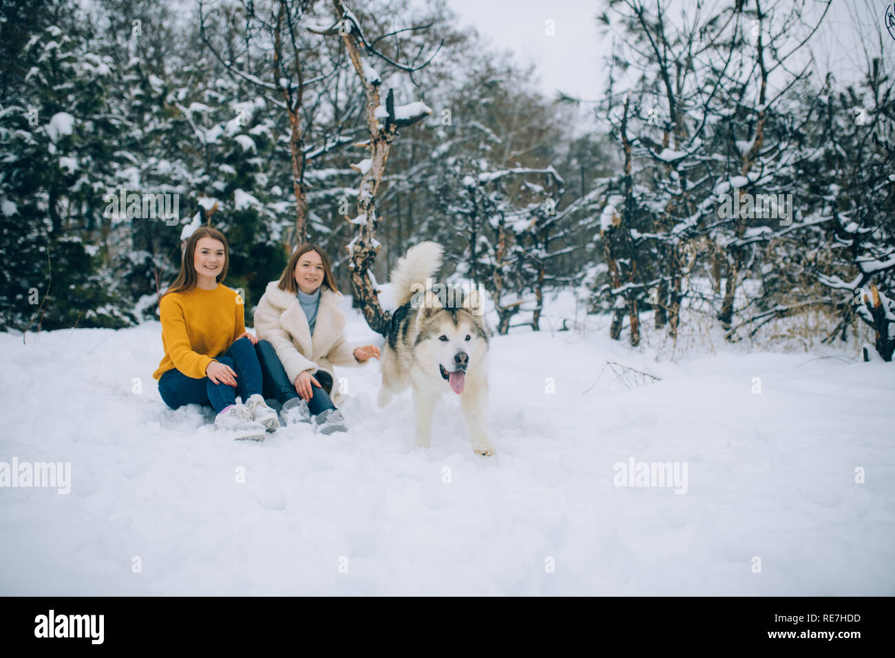 Two girls walk in a snowy forest with a dog Alaskan Malamute in winter ...