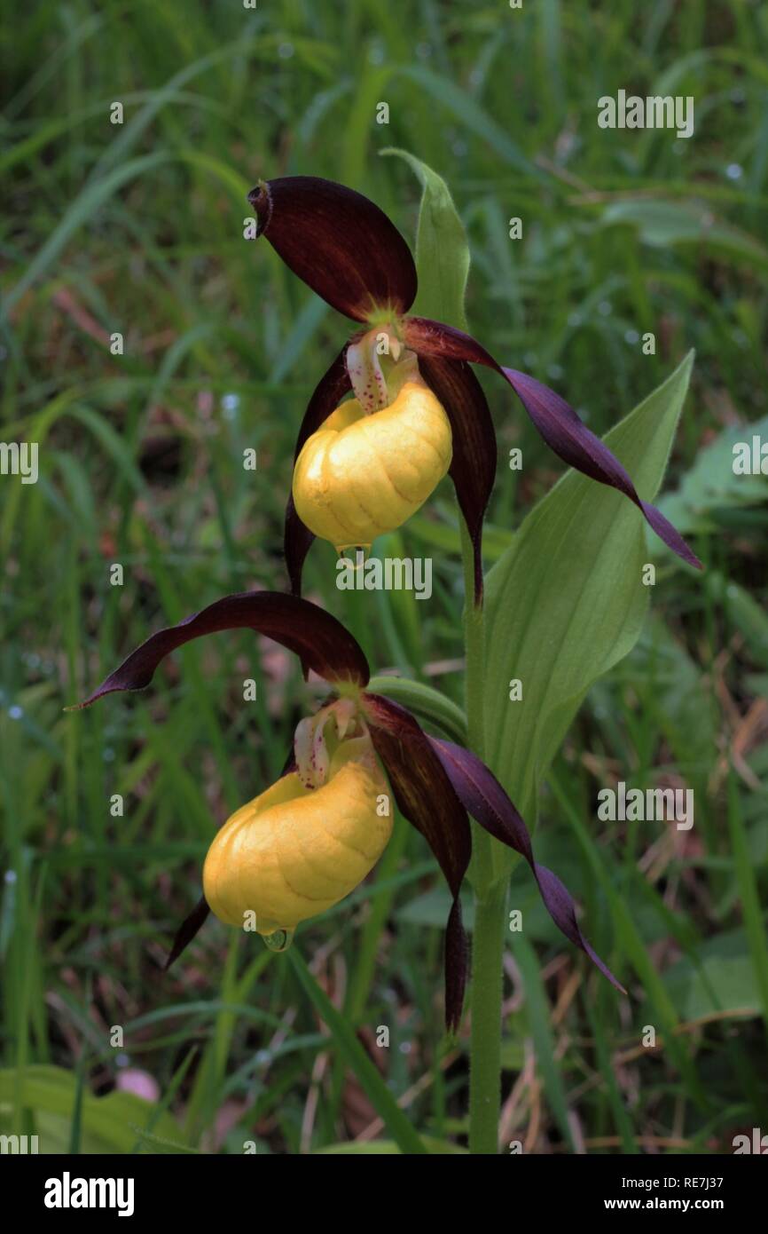 Yellow Ladyslipper (Cypripedium calceolus) flowering deciduous forest in a Nature Reserve in the south of Lower Saxony, Germany. Stock Photo