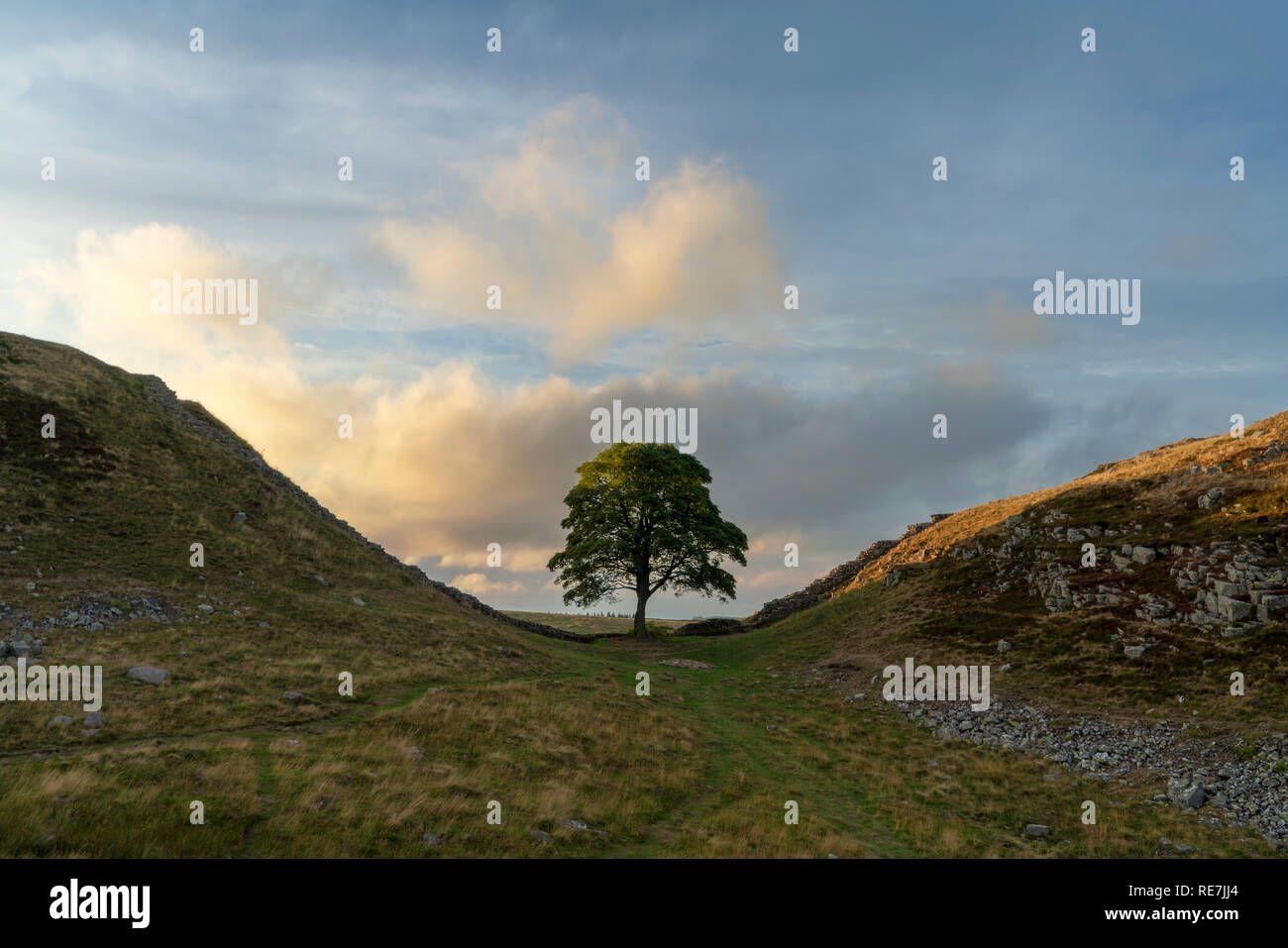 Sycamore Gap tree on Hadrian's Wall near Once Brewed Stock Photo