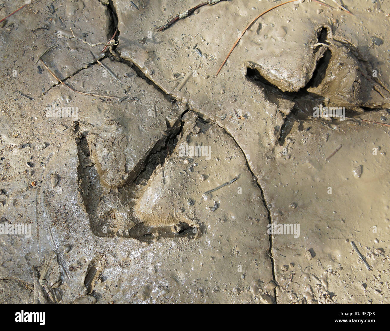 detailed wild turkey tracks in mud Stock Photo