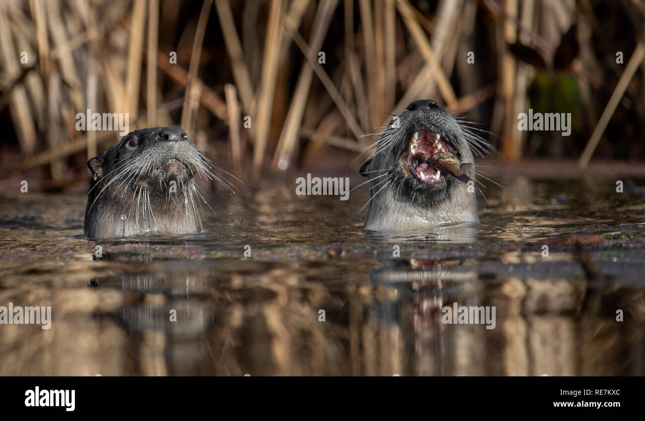 River otter florida hires stock photography and images Alamy
