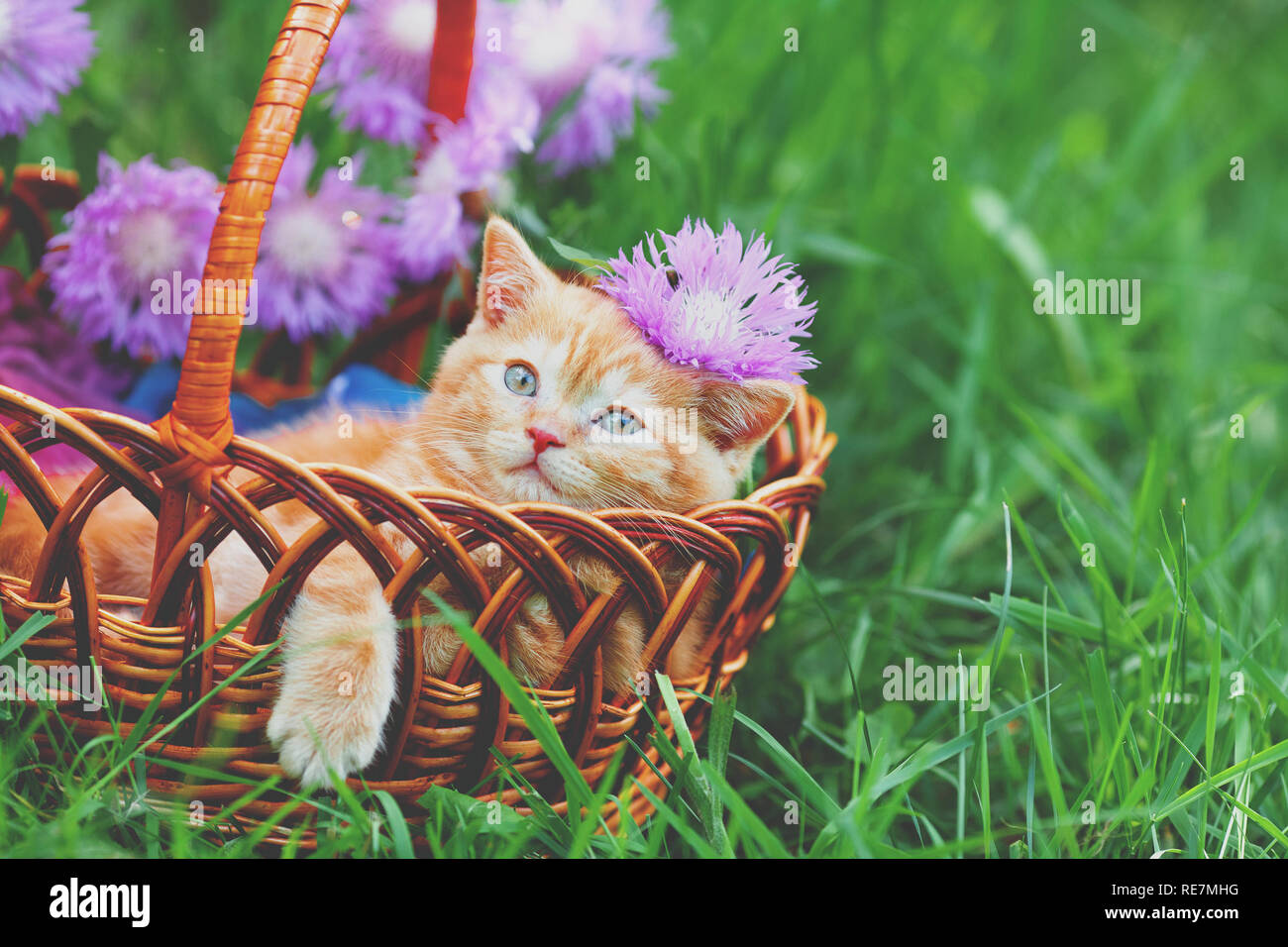 Cute little red kitten sitting in a basket on a flower lawn Stock Photo ...