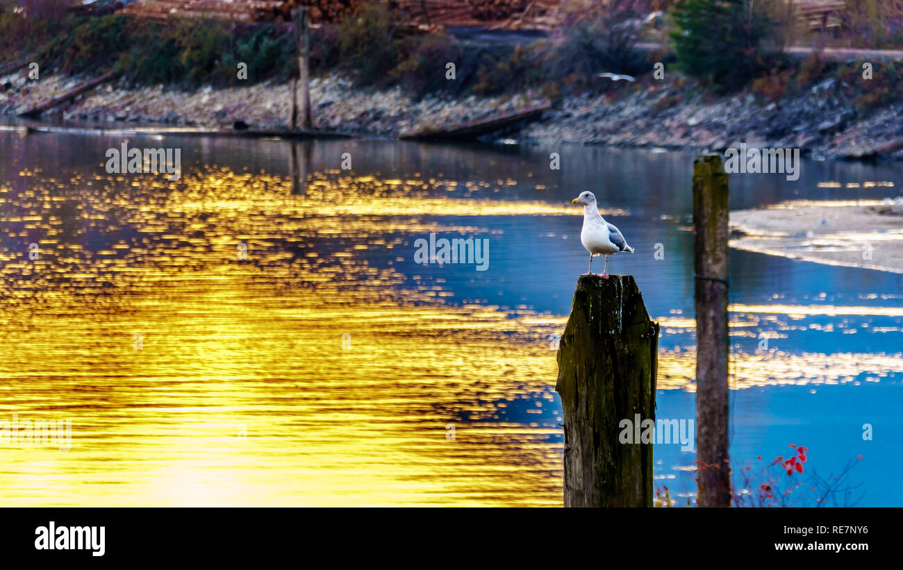 Sunset over a Seagull sitting on a post in the Harrison River in the Fraser Valley of British Columbia, Canada Stock Photo