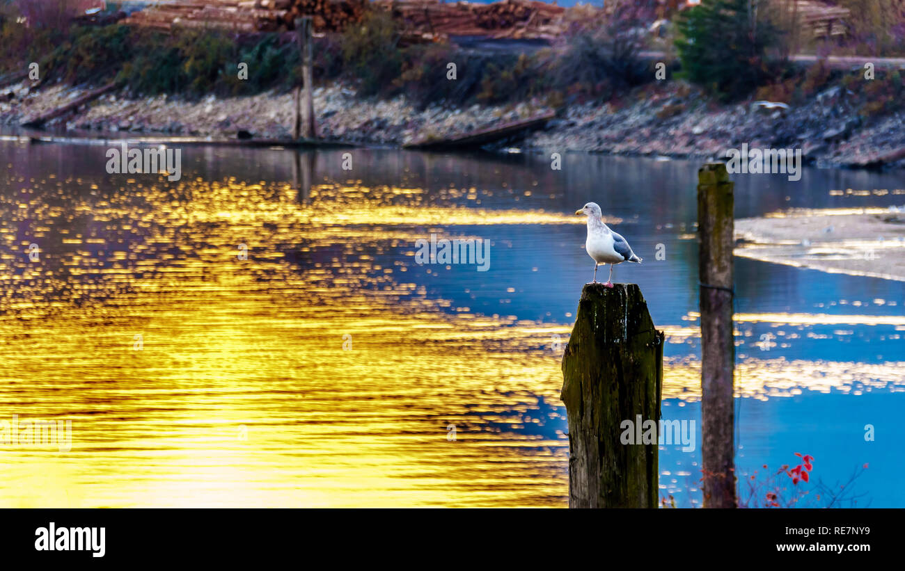 Sunset over a Seagull sitting on a post in the Harrison River in the Fraser Valley of British Columbia, Canada Stock Photo