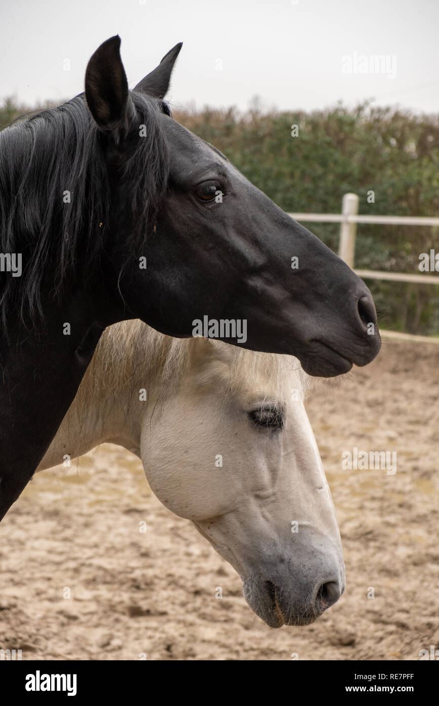 Two horses, one white and one black, playing, eating and having fun together. Horses of