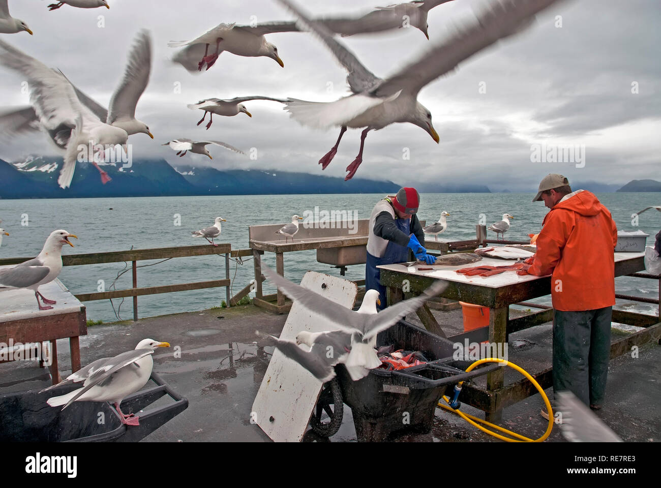 Fish cleaning in Seward, Alaska Stock Photo Alamy