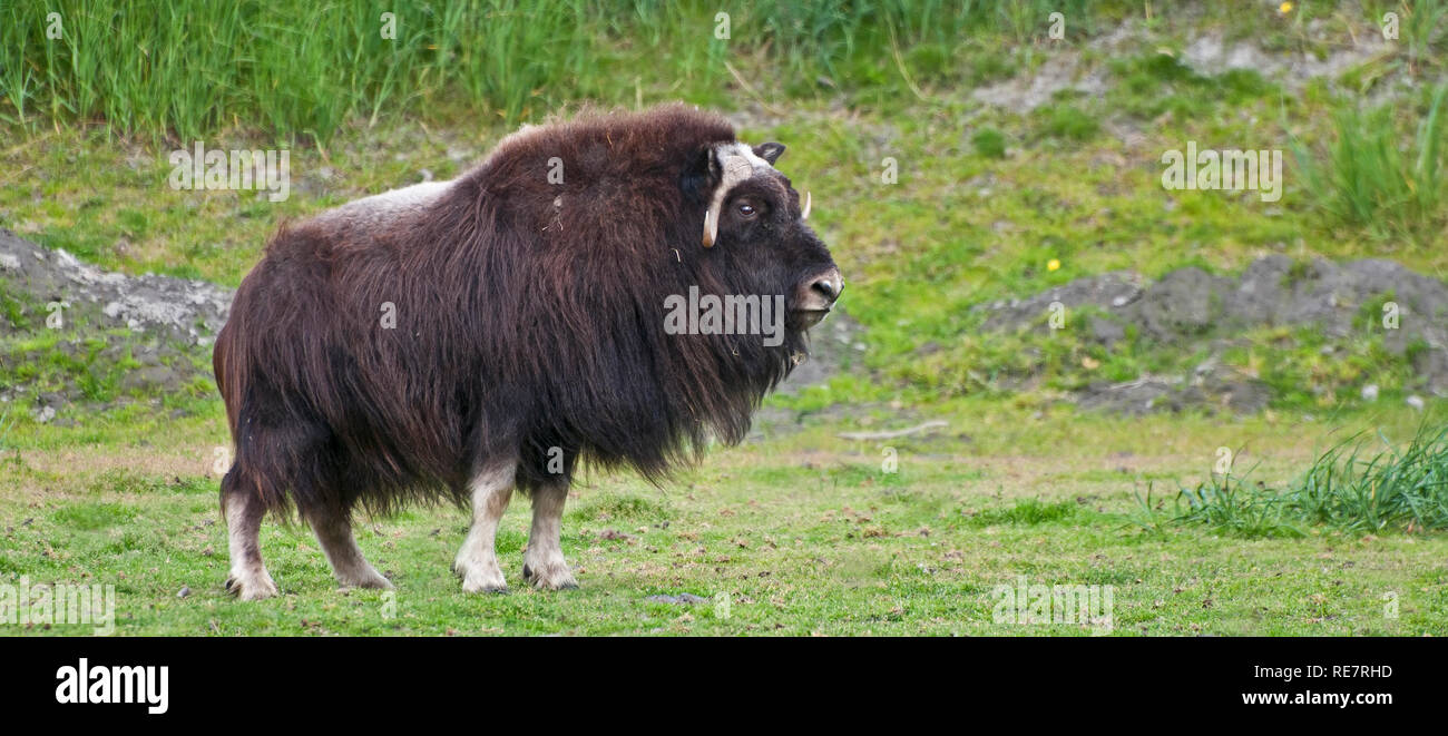 Musk ox in alaska Stock Photo