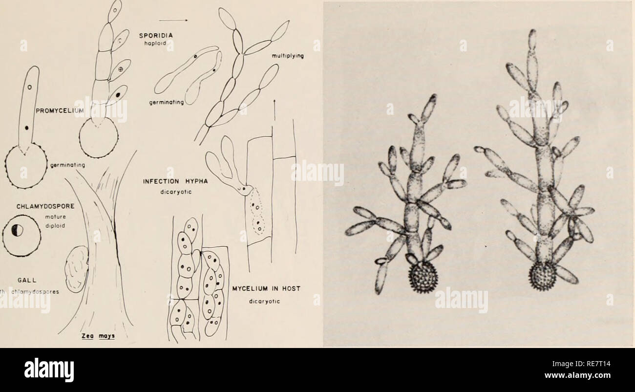 . Corn smut caused by Ustilago maydis. Corn; Smut diseases. Fig. 2. Diagram illustrating the life cycle of Vslilago maydis. There are many types of deviation from the one given, especially in germination of chlamydospores and mei- osis (by C. M. Christensen). nothing about nuclear condition, mode of formation, nature of germination, or function in the life cycle. The smutty overgrowth produced by U. maydis on corn (Z. mays L.) and teosinte (E. mexicana Schrad.) has been called by several common names: boil, blister, excrescence, gall, pustule tumor, sorus. and swelling. Until about 1900. the t Stock Photo