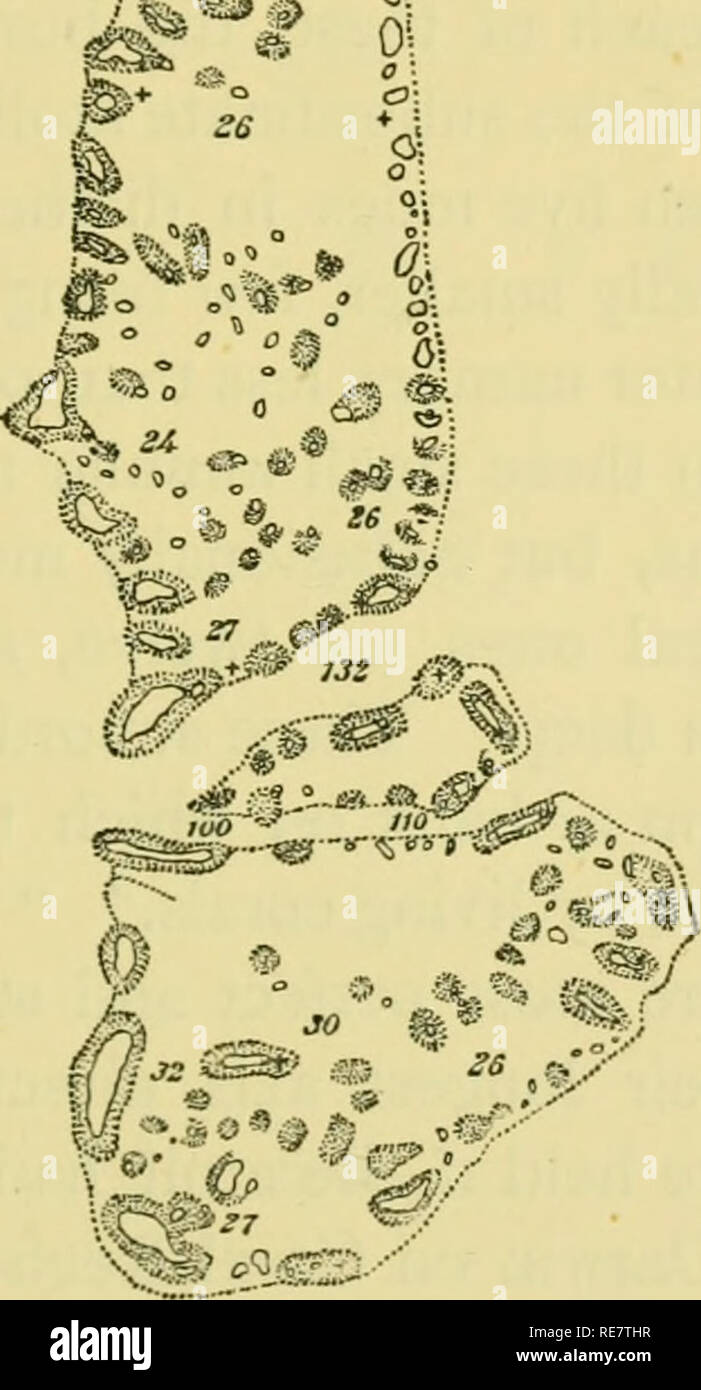 Corals And Coral Islands Coral Reefs And Islands Corals A A Sf S F Gl Qhorsburdi Atoll Mahlos Mahdoo Atoll With Hoksburgh Atoll J Of An Inch To A Mile The Royal