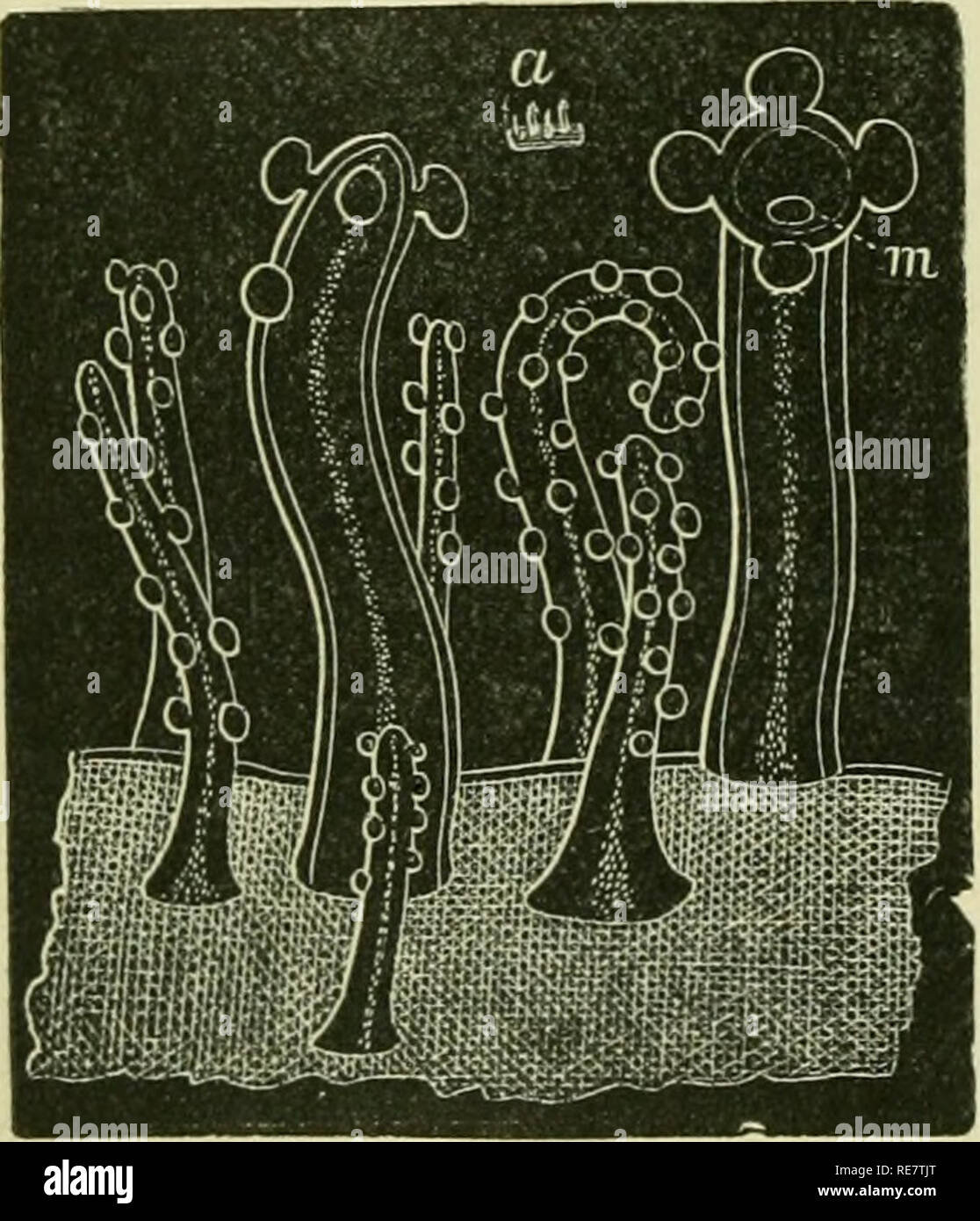 . Corals and coral islands. Coral reefs and islands; Corals. 8o CORALS ...
