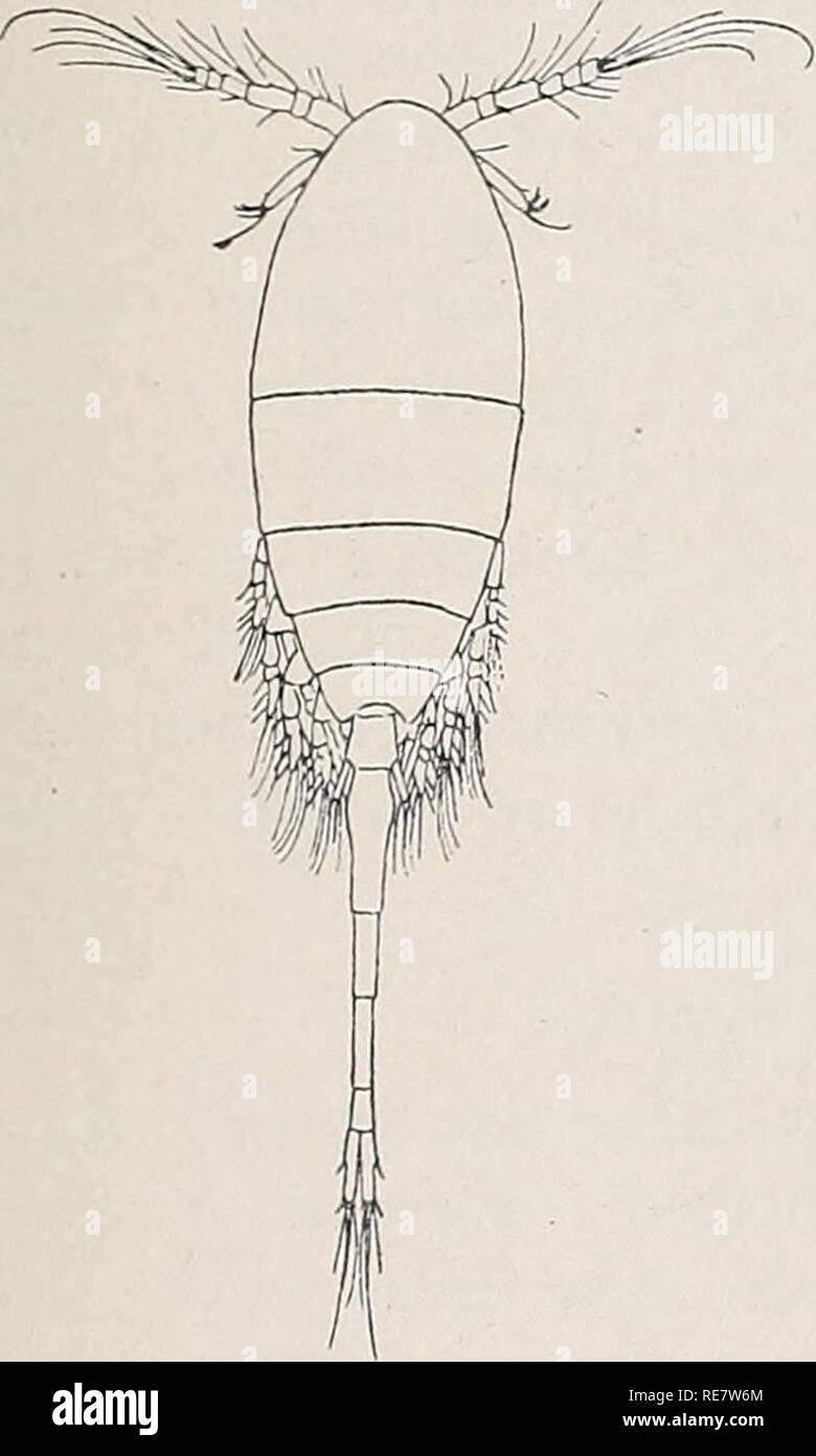 . Copepoden. Copepoda. Trib. Podoplca. VIII 193 der Enp. weniger