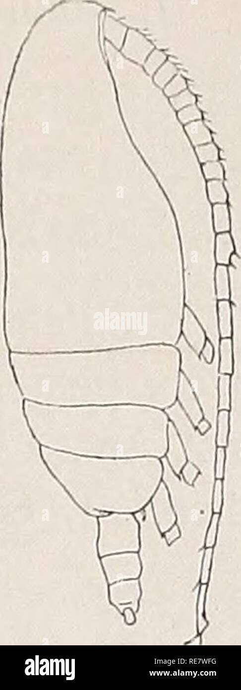 . Copepoden. Copepoda. Fig. 86. Scolecithrix auropecten. a O lateral, b 5. B. 9 . Nach Giesbrecht. Fig. 87. Scolecithrix obtusi- frons. a Q lateral, b 5. B. 9' Nach Farran. 9. Scolecithrix obtusifrons G. 0. Sars. 1905, Amallophora o., Sars, Nr. 26, p. 22. 1905, S. emarginata, Farran, p. 36, t. 7 f. 6—17. 9- Körper nach vorne zu nur wenig verschmälert; die beiden letzten Thsegm. unvollkommen verschmolzen, sodaß eine Kerbe im Lateralrande übrig bleibt; Abdomen ungefähr 1/i mal so lang wie der Vorderkörper; Ansegm. sehr kurz; Gensegm. nur wenig länger als breit; 3. und 4. Abdsegm. etwas breiter a Stock Photo