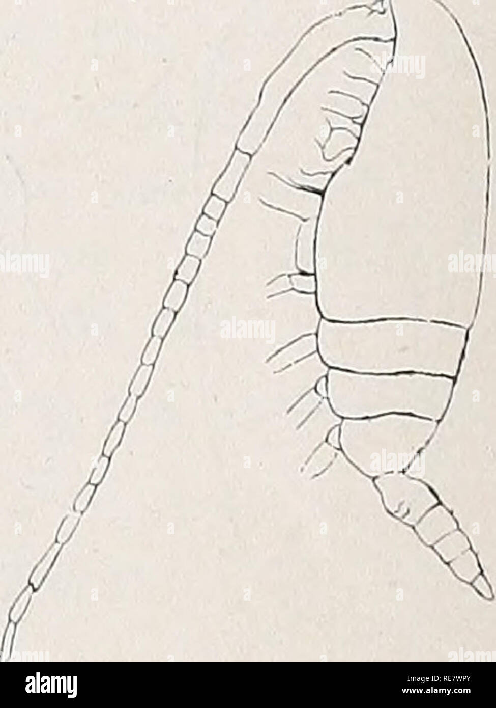 Copepoden Copepoda Viii 24 V Breemen Ctenocalanus Giesbrecht Weicht Von Clausocalanus In Folgendem Ab 2 Und 3 B Nicht Verbreitert Aussenranddornen Am Endgl Des Exp Des 3 Und 4 B Kaminartig