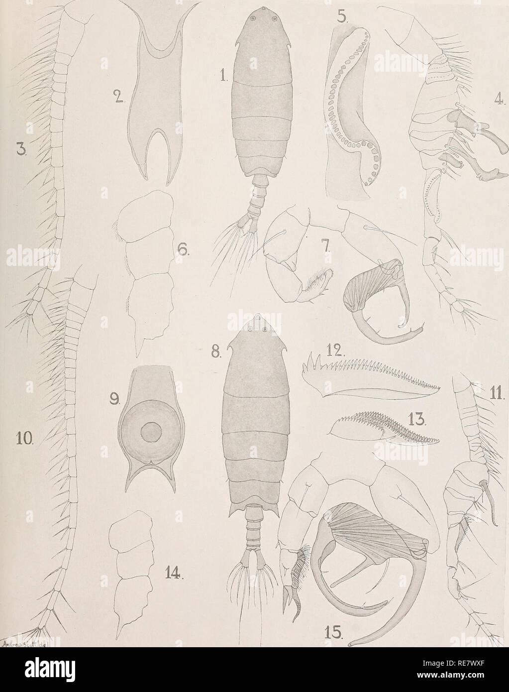 . The Copepoda of the Siboga expedition. Copepoda. Siboga-Expeditie XXIX a. A. Scott. Copepoda. LIU.. AiA»«i» StotT, dkl.. Please note that these images are extracted from scanned page images that may have been digitally enhanced for readability - coloration and appearance of these illustrations may not perfectly resemble the original work.. Scott, Andrew. Leyden, Late E. J. Brill Stock Photo