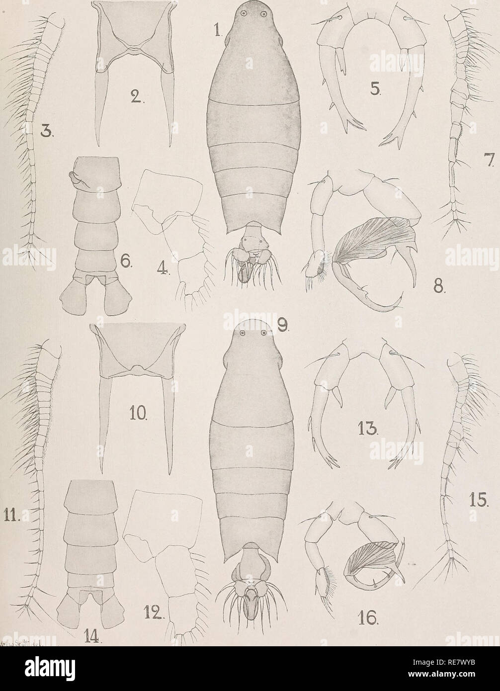 . The Copepoda of the Siboga expedition. Copepoda. Siboga-Expeditie XXIX a. A. Scott. Copepoda.. .,«dTeu&gt;Scoit;d,e.l. Please note that these images are extracted from scanned page images that may have been digitally enhanced for readability - coloration and appearance of these illustrations may not perfectly resemble the original work.. Scott, Andrew. Leyden, Late E. J. Brill Stock Photo