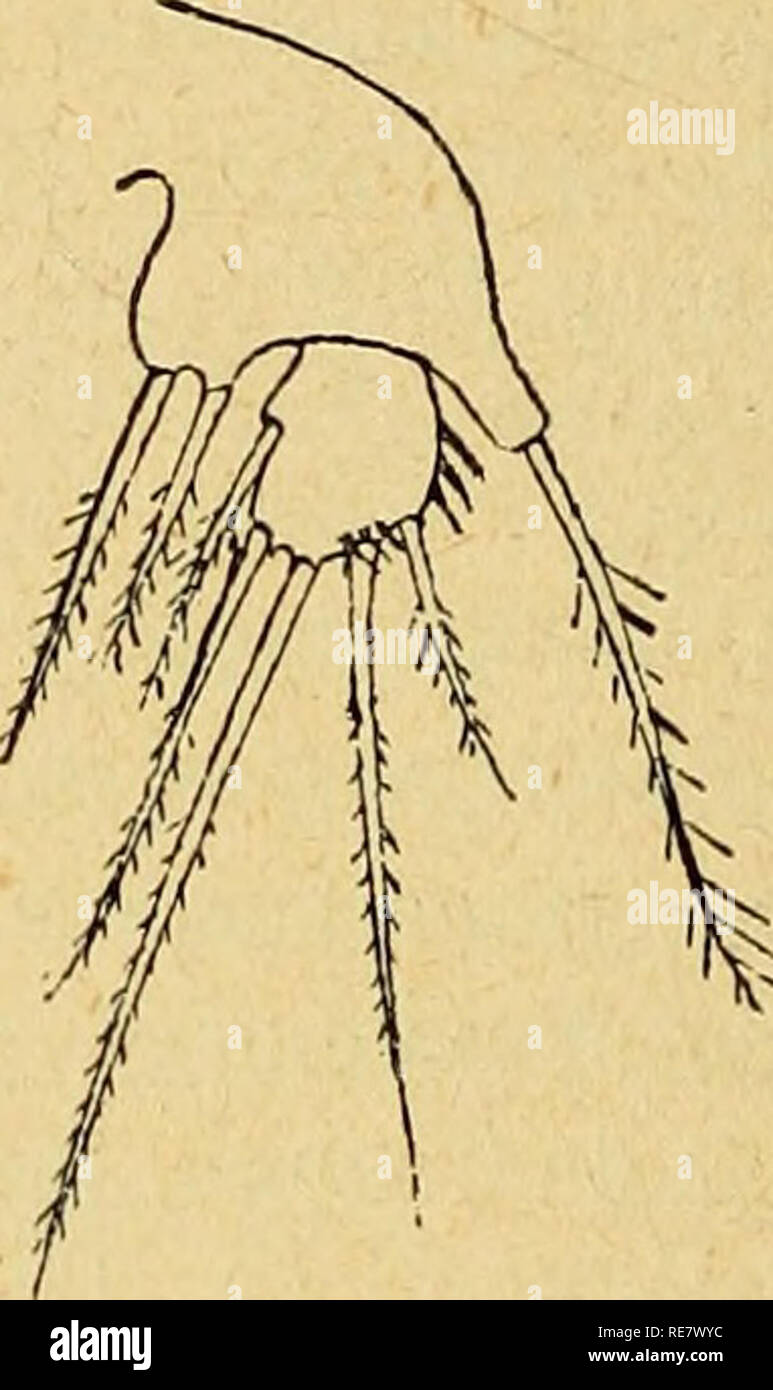 CopÃ©podes. Copepoda. Fig.54. Canthocamptus cuspidatus Schmeil. (D'aprÃ¨s  Schmeil.) 5e patte de la Ã. Fig.55. Canthocamptus cuspidatusSchmeil.  (D'aprÃ¨s Schmeil.) 5e patte du cf. 9 (fig. 54): lobe interne de l'article  basai portant