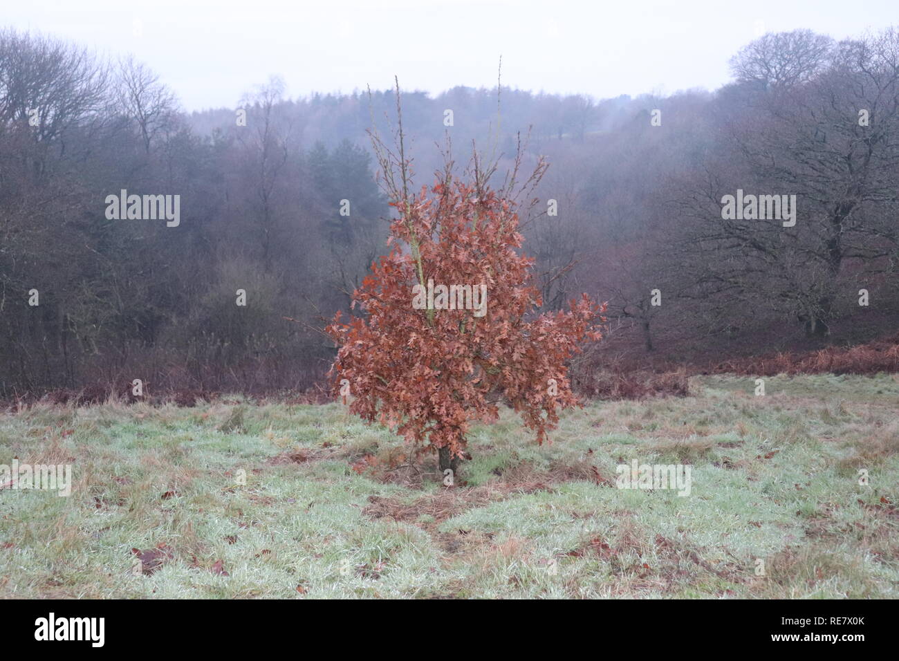 Lonely autumn silhouette hi-res stock photography and images - Alamy