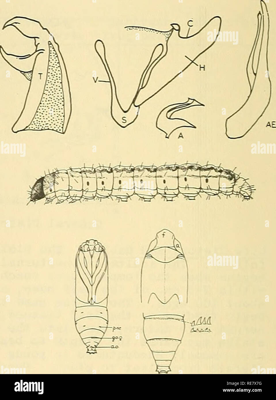. Cooperative economic insect report. Beneficial insects; Insect pests. Figures: Left, male and female of C. zonellus; upper right, male genitalia of C. zonellus; right center, larva of cEilo sp.; lower right, ventral and dorsal views of C. zonellus. Major references and figures (except map): Larva of Chilo sp. from Fletcher, T. B. (Editor). 1919. Report of Proceedings of Third Entomological Meeting, Pusa, India, Feb. 3-15, 417 pp. Pupal characters of C. zonellus from Isaac, P.V. and Venkatraman, T.V. 1941. Indian Jour. Agr. Sci. 11(5):804-815. Male genitalia from Jepson, W.F. 1954. A Critical Stock Photo