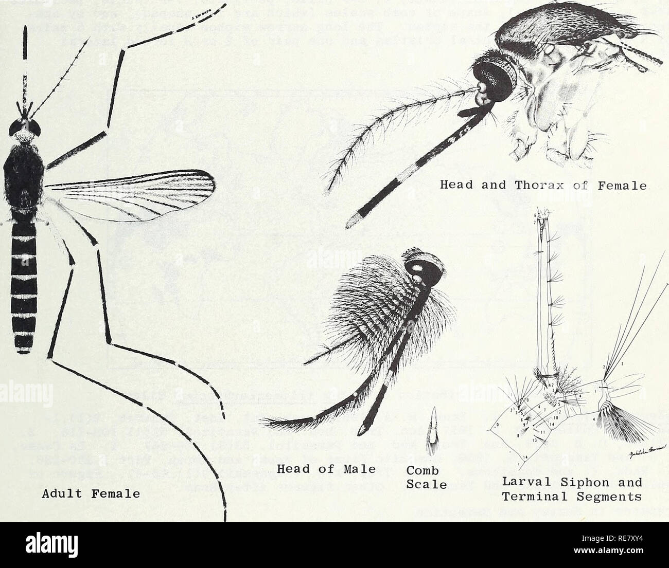 Japanese encephalitis sale vector