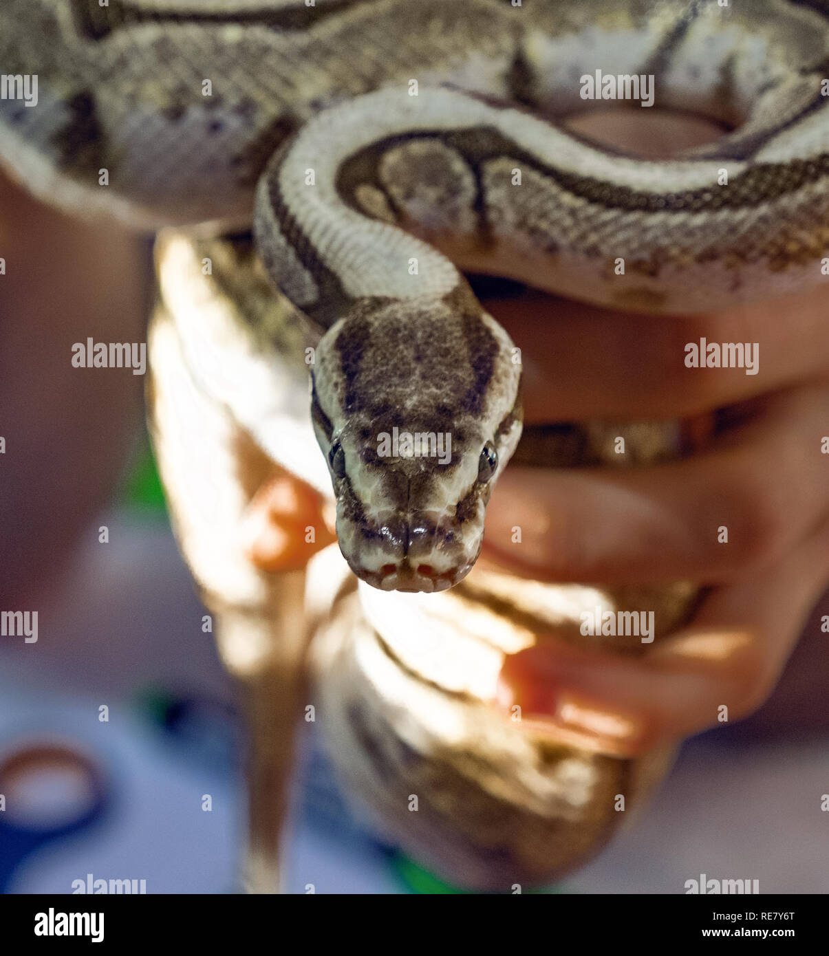 big python in a man's hand Stock Photo - Alamy