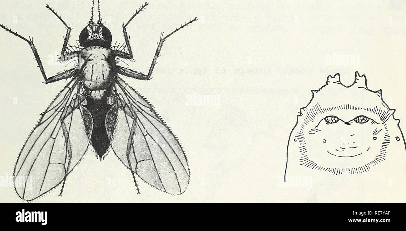 . Cooperative economic insect report. Insect pests Control United States Periodicals. Larva. Caudal Corona of Larva Adult of Hylemya coarctata showing Tubercles Figures (except map) : Larva and damage from Smith, K. M. 1948. A Textbook of Agricultural Entomology. 289 pp., Cambridge (Gt. Britain). Adult from Rostrup, S. and Thomsen, M. 1931. Die Tierischen Schadlinge des Ackerbaues. 367 pp., Berlin.. Please note that these images are extracted from scanned page images that may have been digitally enhanced for readability - coloration and appearance of these illustrations may not perfectly resem Stock Photo