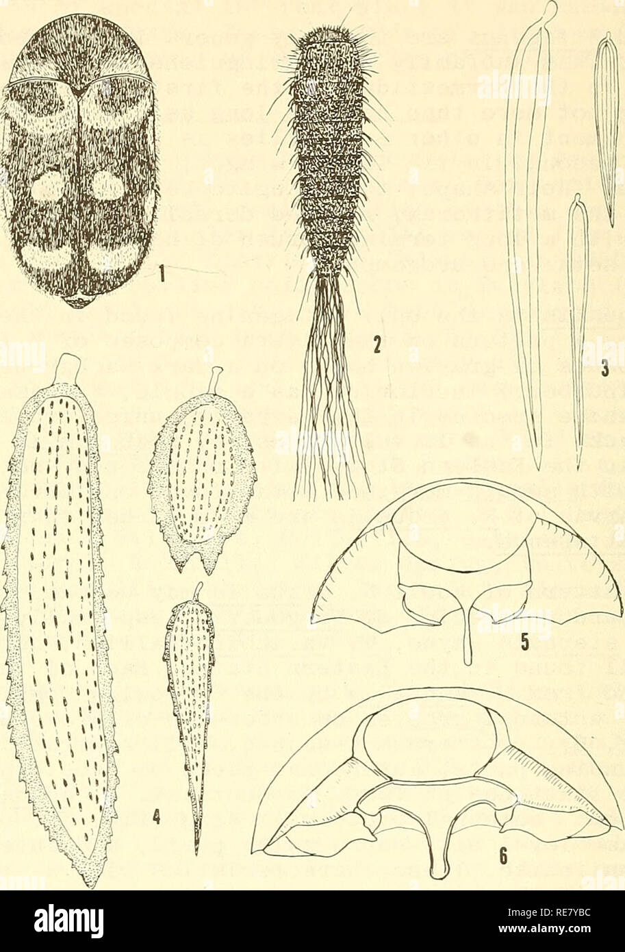 . Cooperative economic insect report. Beneficial insects; Insect pests. Legends for Illustrations Fig. 1, Novelsis aequalis, adult. Fig. 2, same, larva. Fig. 3, body scales, Attagenus sp. Fig. 4, same of N. aequalis larva. Fig. 5, ventral aspect, prothorax of attagenine dermestid adult Fig. 6, same of Trogoderma sp. adult. U.S. Dept. Agr., Coop. Econ. Ins. Rpt., 24(41) .-818-820, 1974. - 820 -. Please note that these images are extracted from scanned page images that may have been digitally enhanced for readability - coloration and appearance of these illustrations may not perfectly resemble t Stock Photo