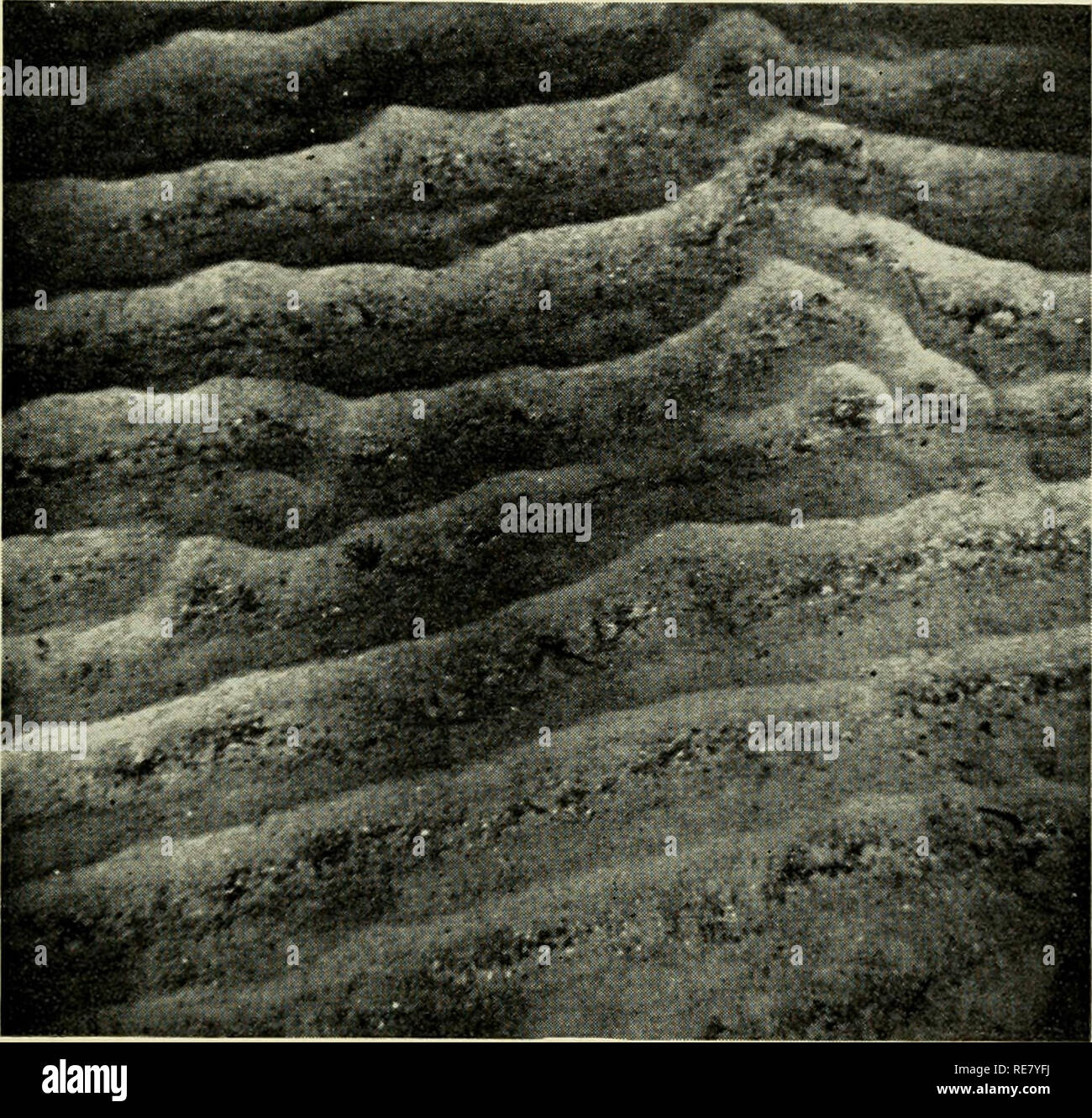 Subaqueous Ripple . The Earth beneath the sea : History. Ocean bottom; Marine geophysics ...