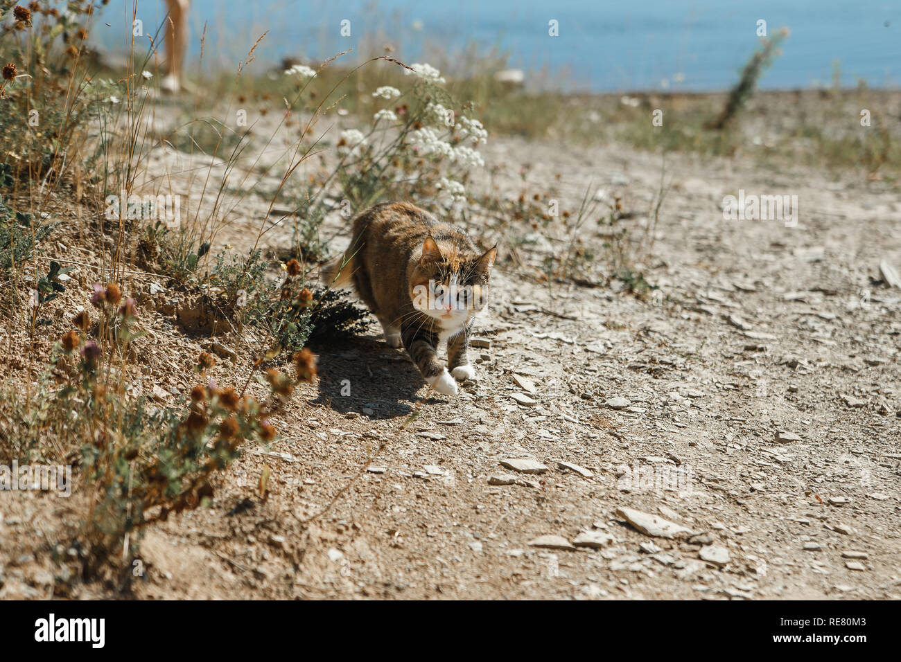 Steppe colored domestic cat running in nature location. Stock Photo