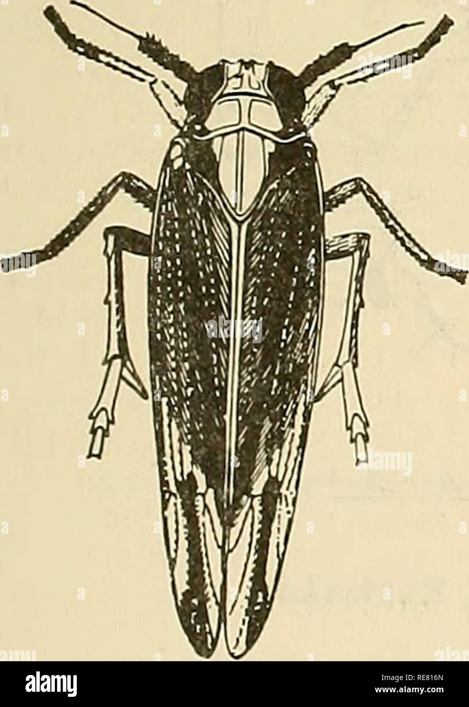 . Cooperative economic insect report. Beneficial insects; Insect pests